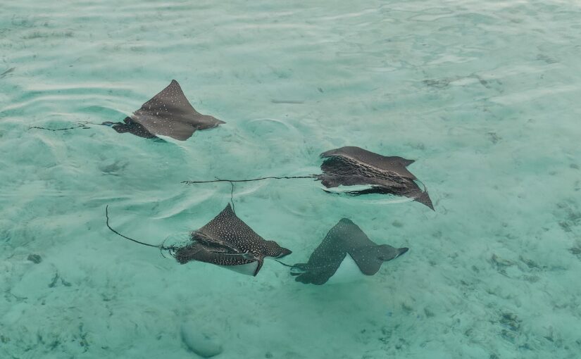 Eagle rays in the Maldives